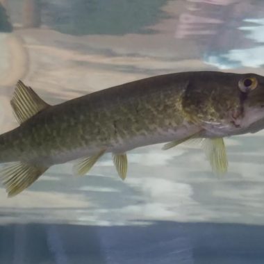 Grass pickerel in aquarium.