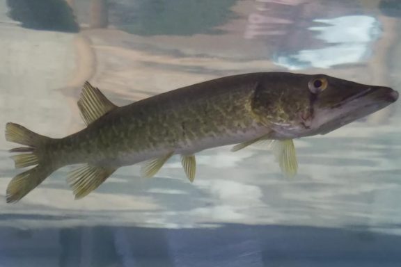 Grass pickerel in aquarium.