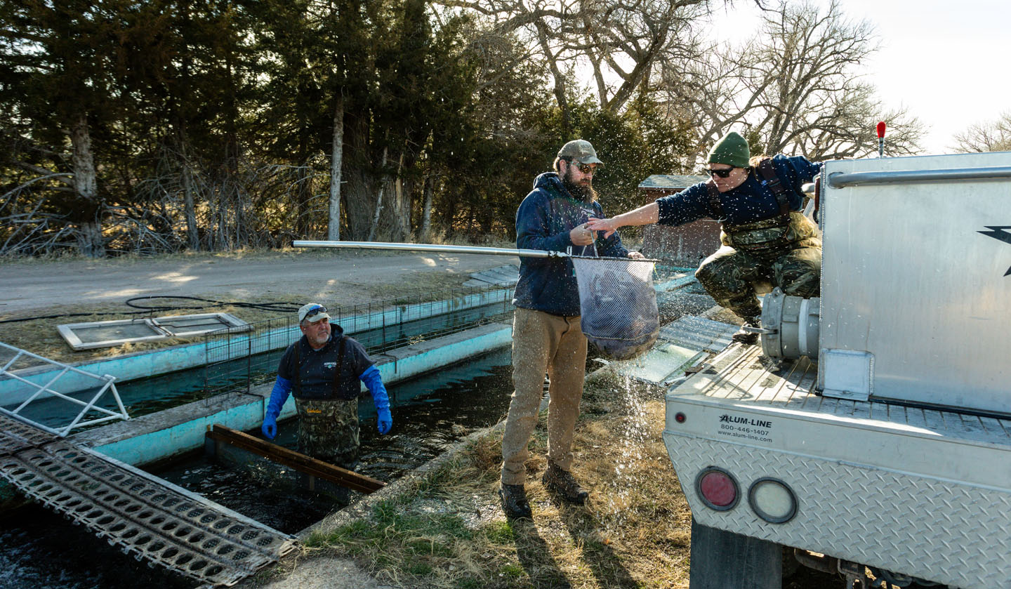 Fish culturalist Clint Burrell (left), biologist Nolan Watkins, and Julie Fraley, Nebraska’s first woman fish production manager, load trout from the Rock Creek raceway ponds into a truck to stock into lakes and ponds around the state.