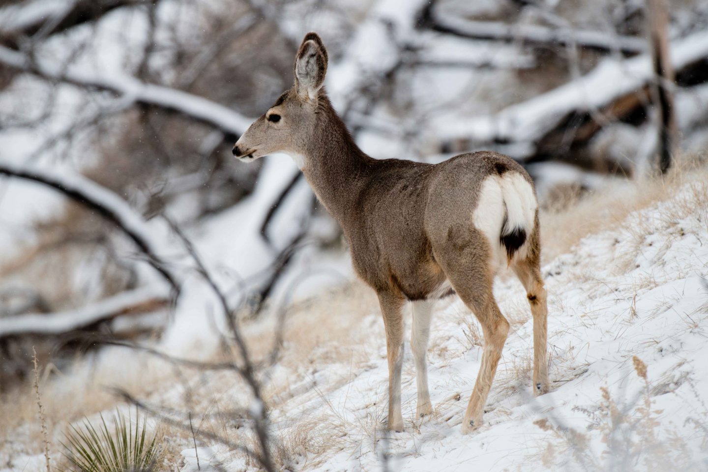 Mule deer doe. 