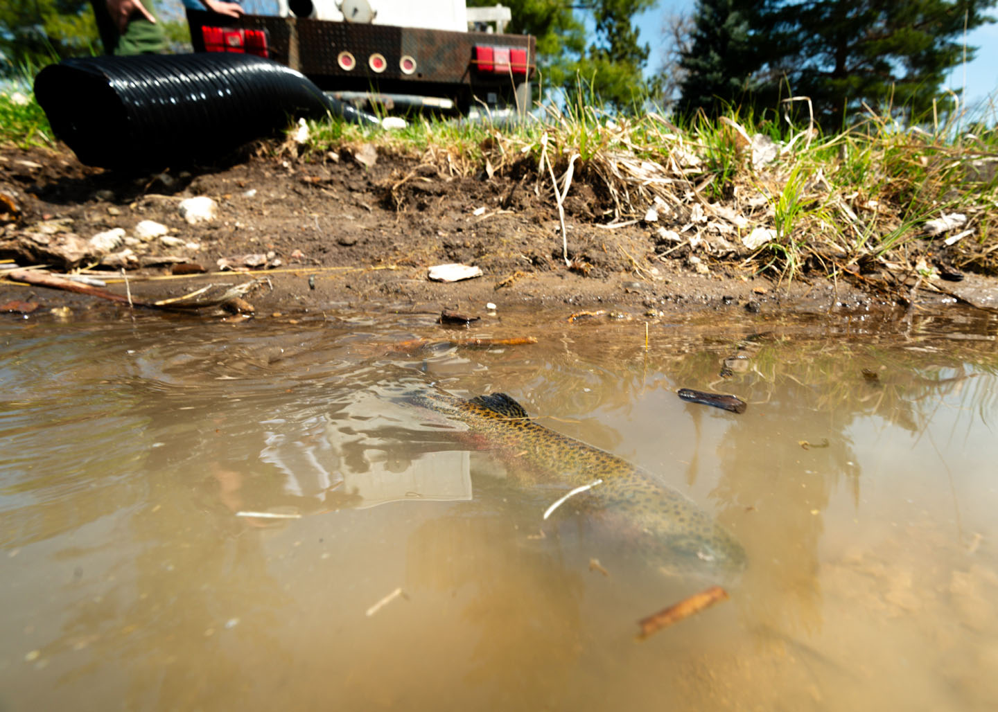 A rainbow trout swims in the newly renovated pond at Chadron State Park during the park’s first stocking of the year. The fish were shipped in by truck from the Rock Creek Hatchery.