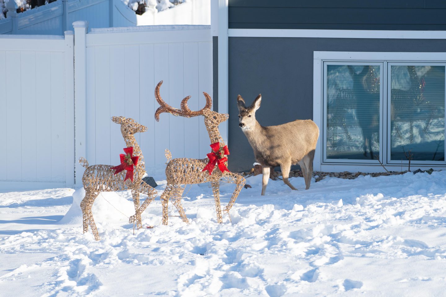 Mule Deer (Odocoileus hemionus) in Deer Christmas Decorations in Chadron.