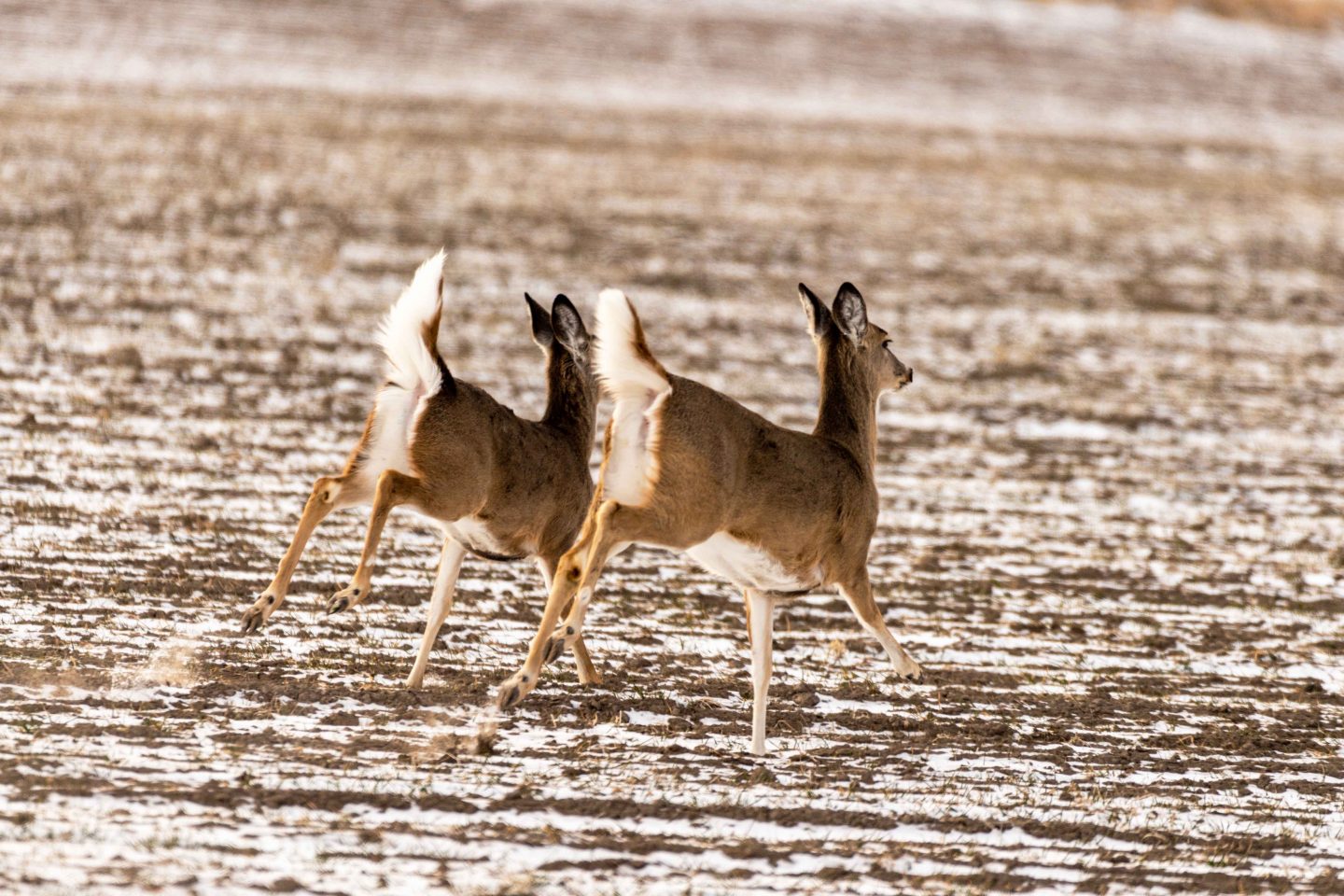 White-tailed deer does running across a wheat field.