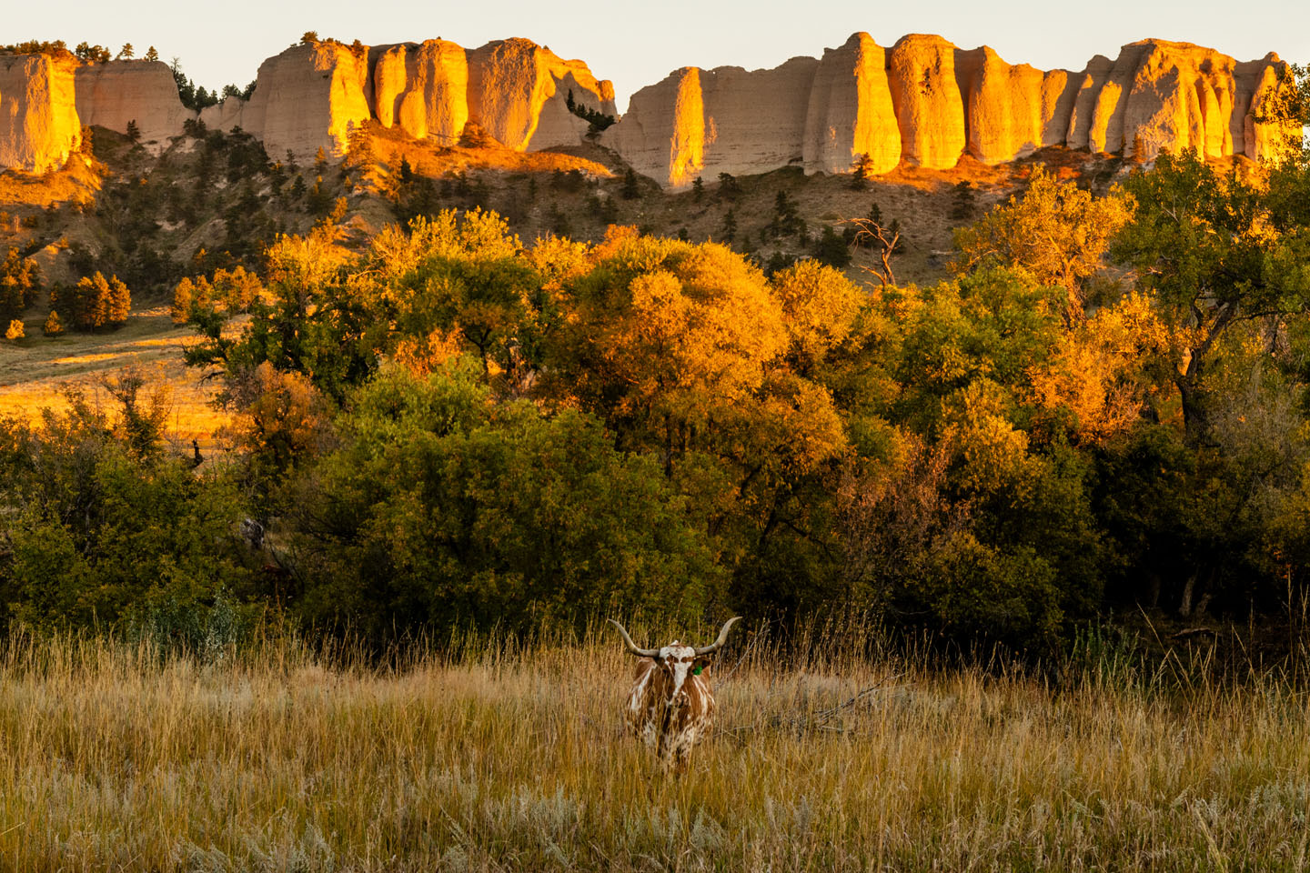 longhorn steer standing below Red Cloud Buttes