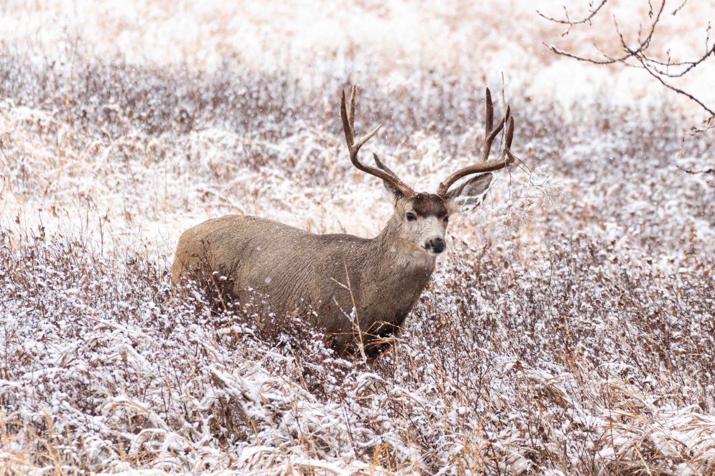 Mule deer walking through a snowy field.