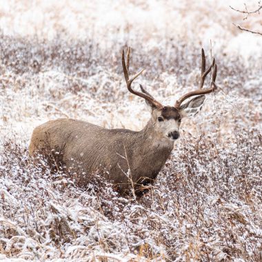 Mule deer walking through a snowy field.