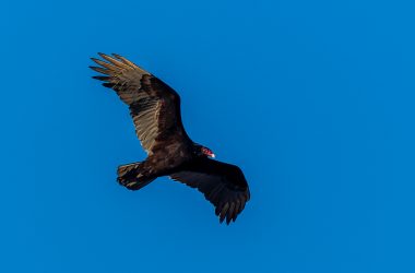 turkey vulture in flight