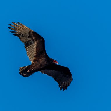 turkey vulture in flight