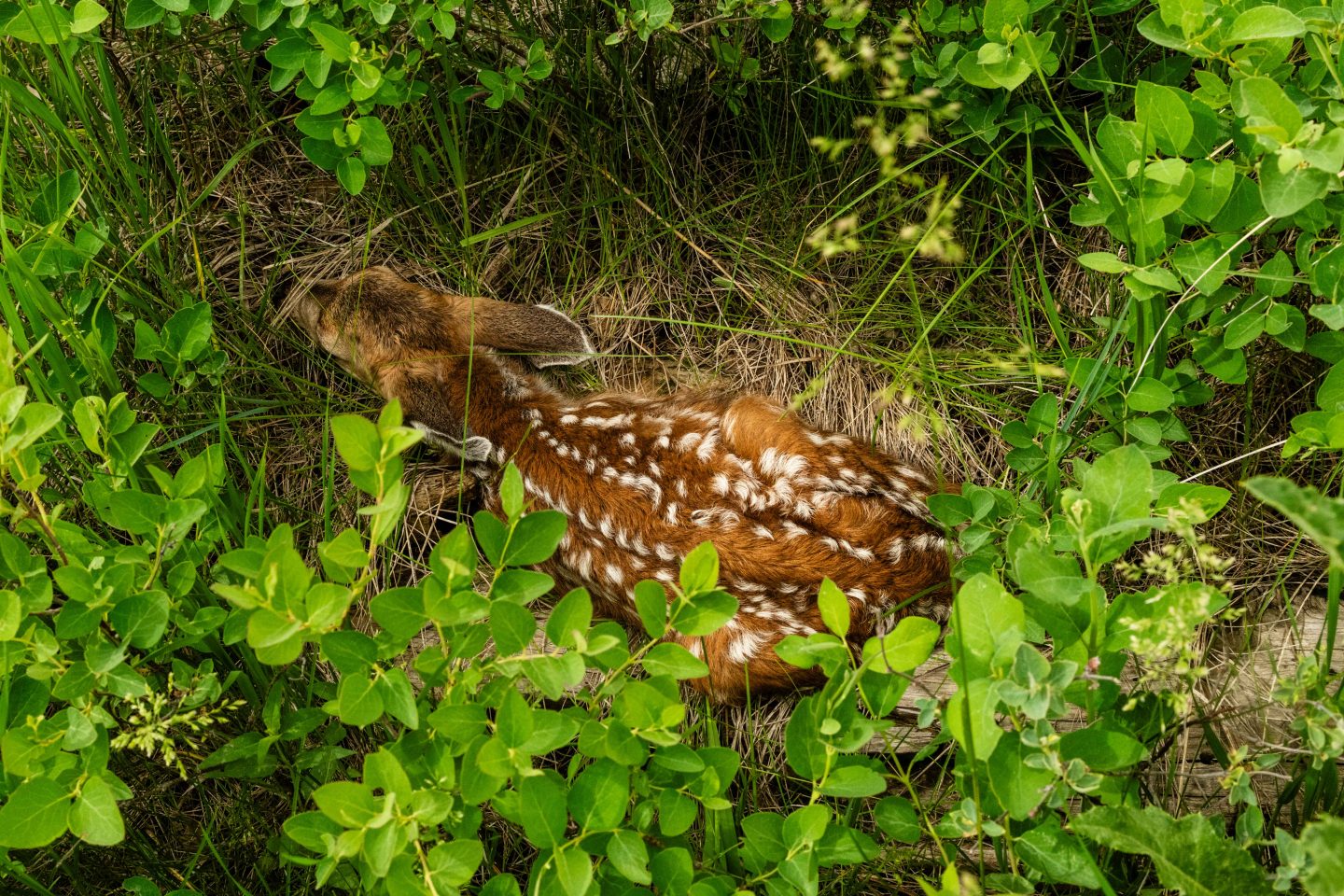 A newly born mule deer fawn keeps a low profile in a stand of buckbrush in the Pine Ridge. 