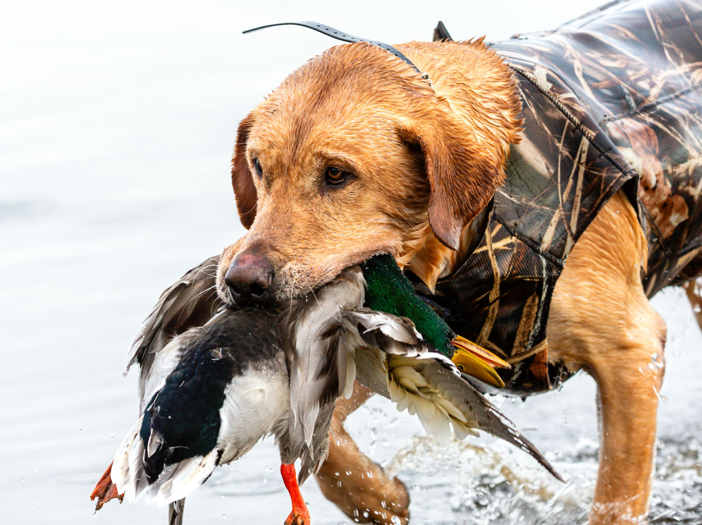 Yellow Labrador retriever with a mallard duck in its mouth.