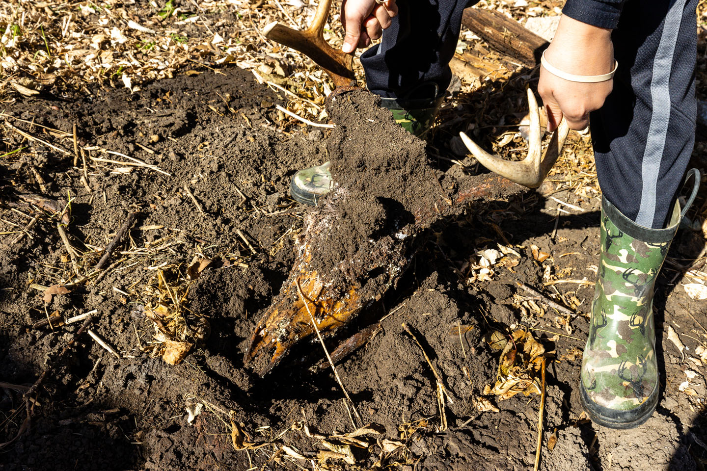 Deer head being pulled from the ground.