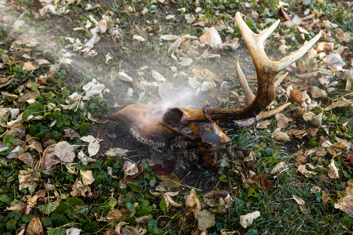 Deer head skull being washed with water.