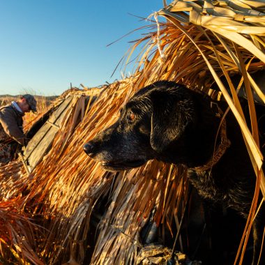 A black Labrador retriever peering out of a waterfowl blind.