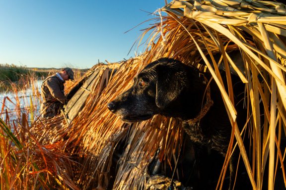 A black Labrador retriever peering out of a waterfowl blind.