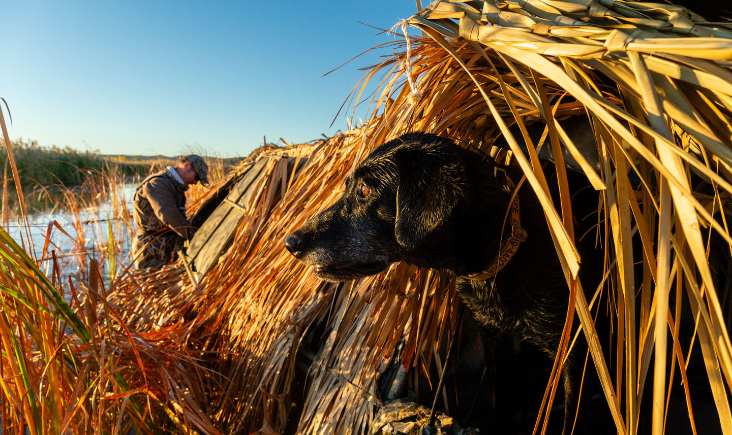 A black Labrador retriever peering out of a waterfowl blind.