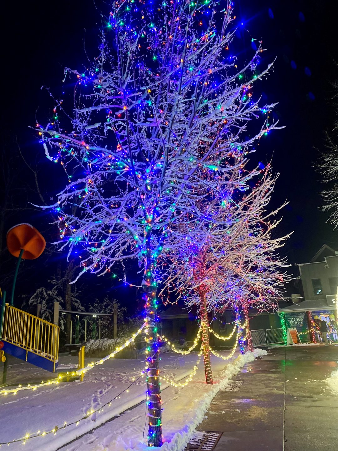 Tree decorated with Christmas lights.