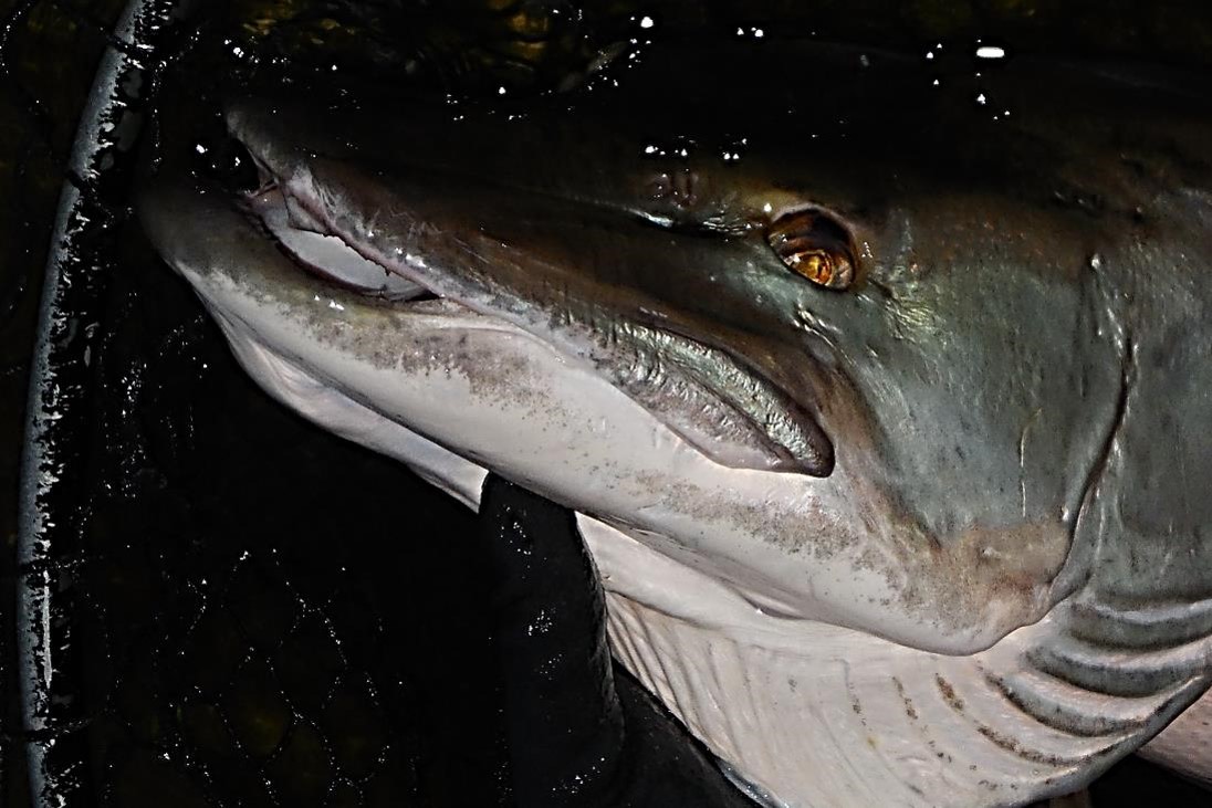 Head of muskellunge.