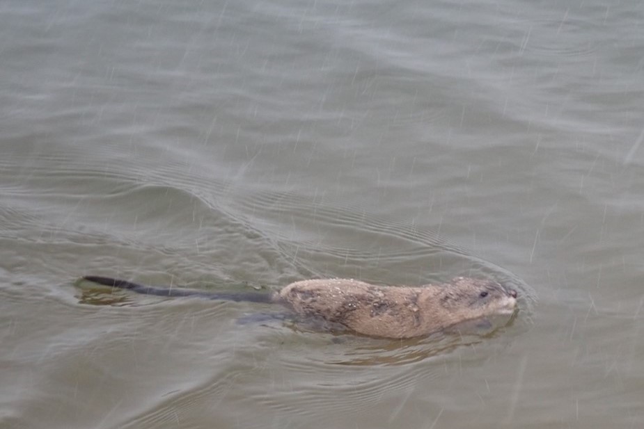 Swimming muskrat