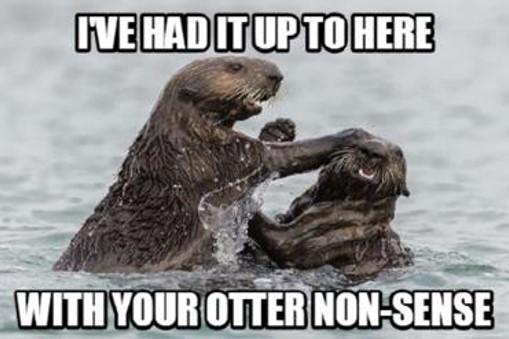 Otter meme, otters playing.