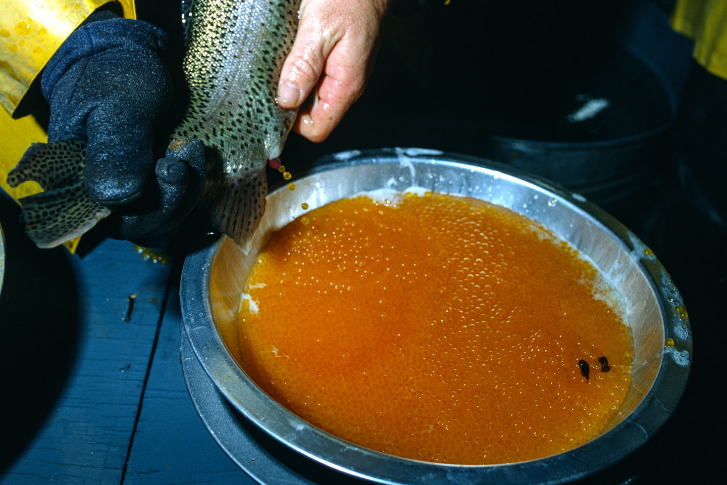 Female rainbow trout eggs are stripped into a pan and ready for the male fish’s milt.