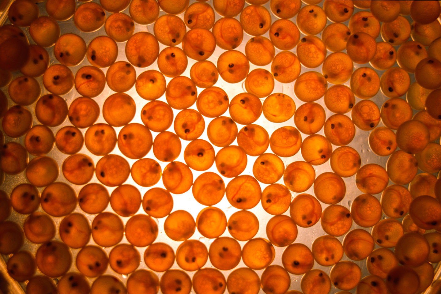 A microscopic image of fertile eggs. The “eye” in each circle is a trout.