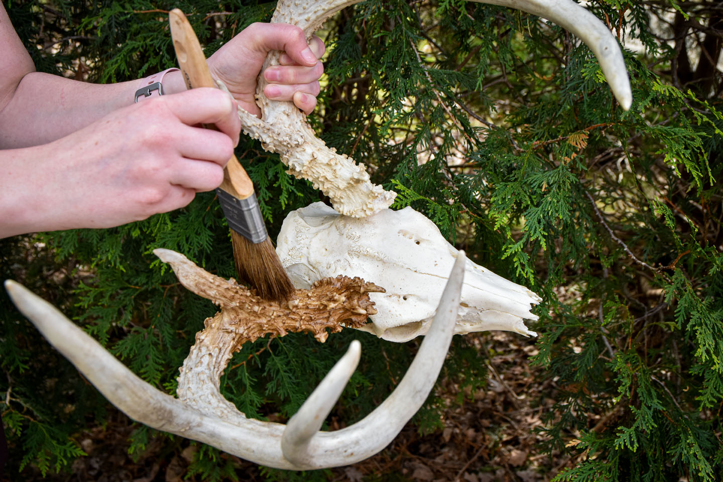 Deer European mount skull be stained.