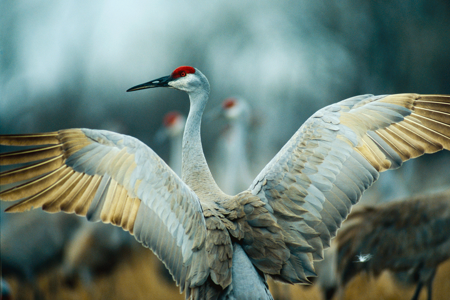 One crane with wings outstretched, a piece of feather fluff is suspended in the air. 