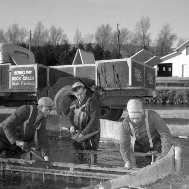 In this 1950s photograph, Rock Creek Hatchery assistant Charles Blank (center) and two assistants, Jerry Plucker (left) and Elvin Bray, seine trout fingerlings from a circular raceway for stocking.