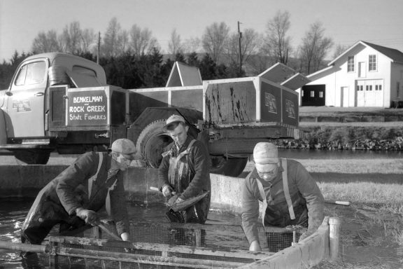 In this 1950s photograph, Rock Creek Hatchery assistant Charles Blank (center) and two assistants, Jerry Plucker (left) and Elvin Bray, seine trout fingerlings from a circular raceway for stocking.