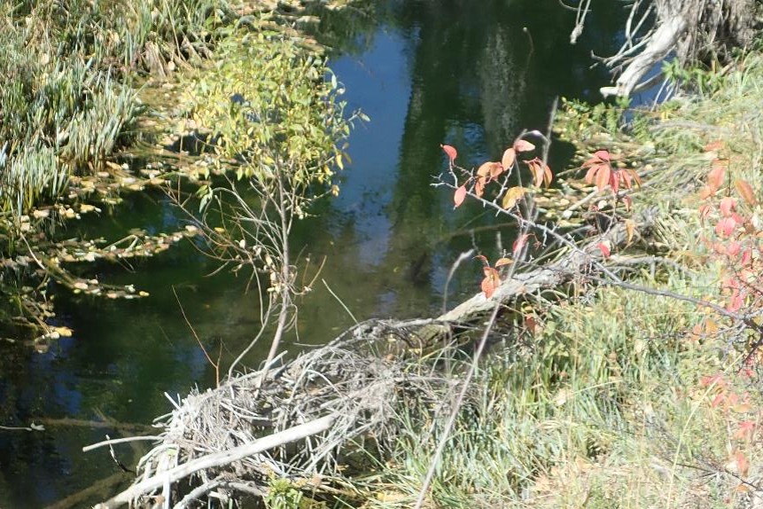 Trout holding in an autumn stream.