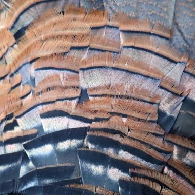 Turkey feathers.