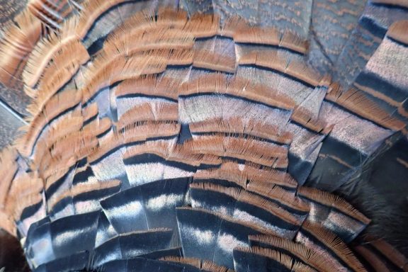 Turkey feathers.