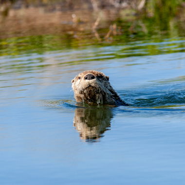 Swimming river otter.