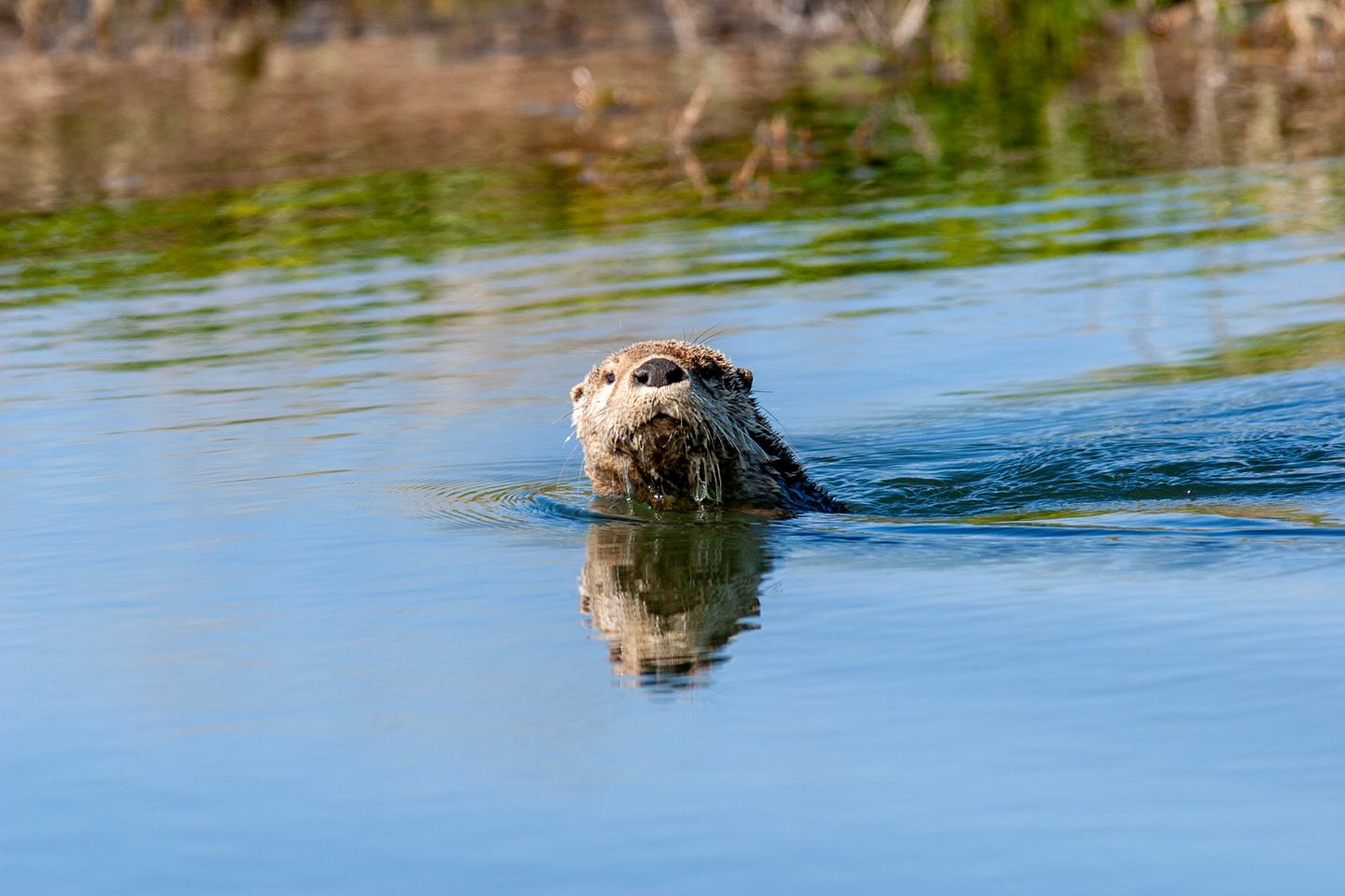 Swimming river otter.