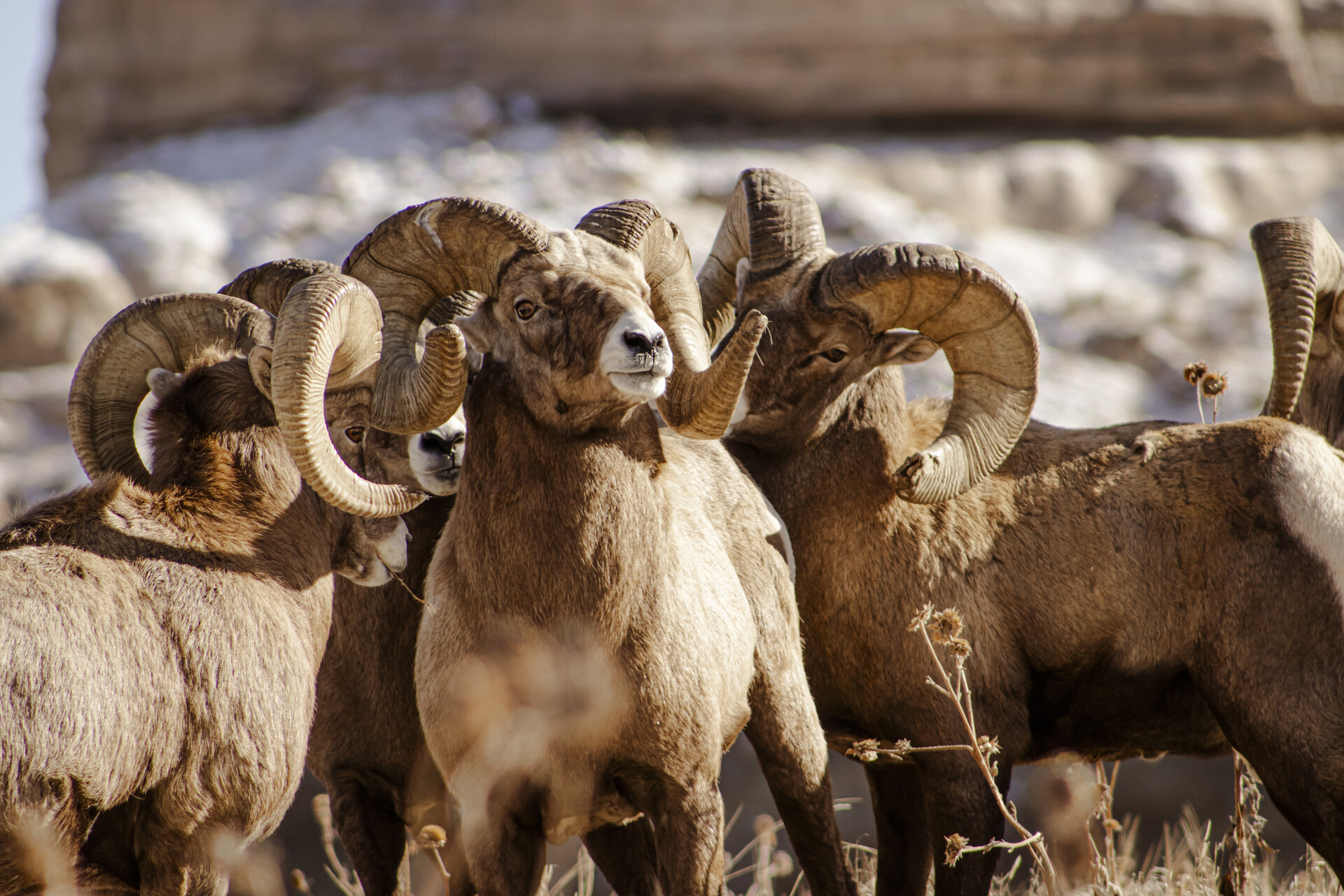 Male bighorn sheep.