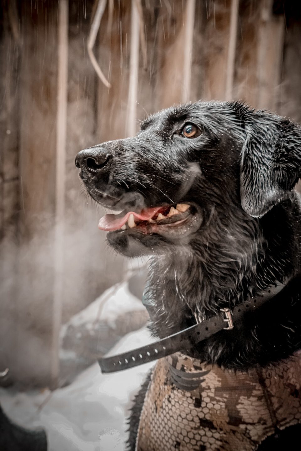 Black Lab in a duck blind.