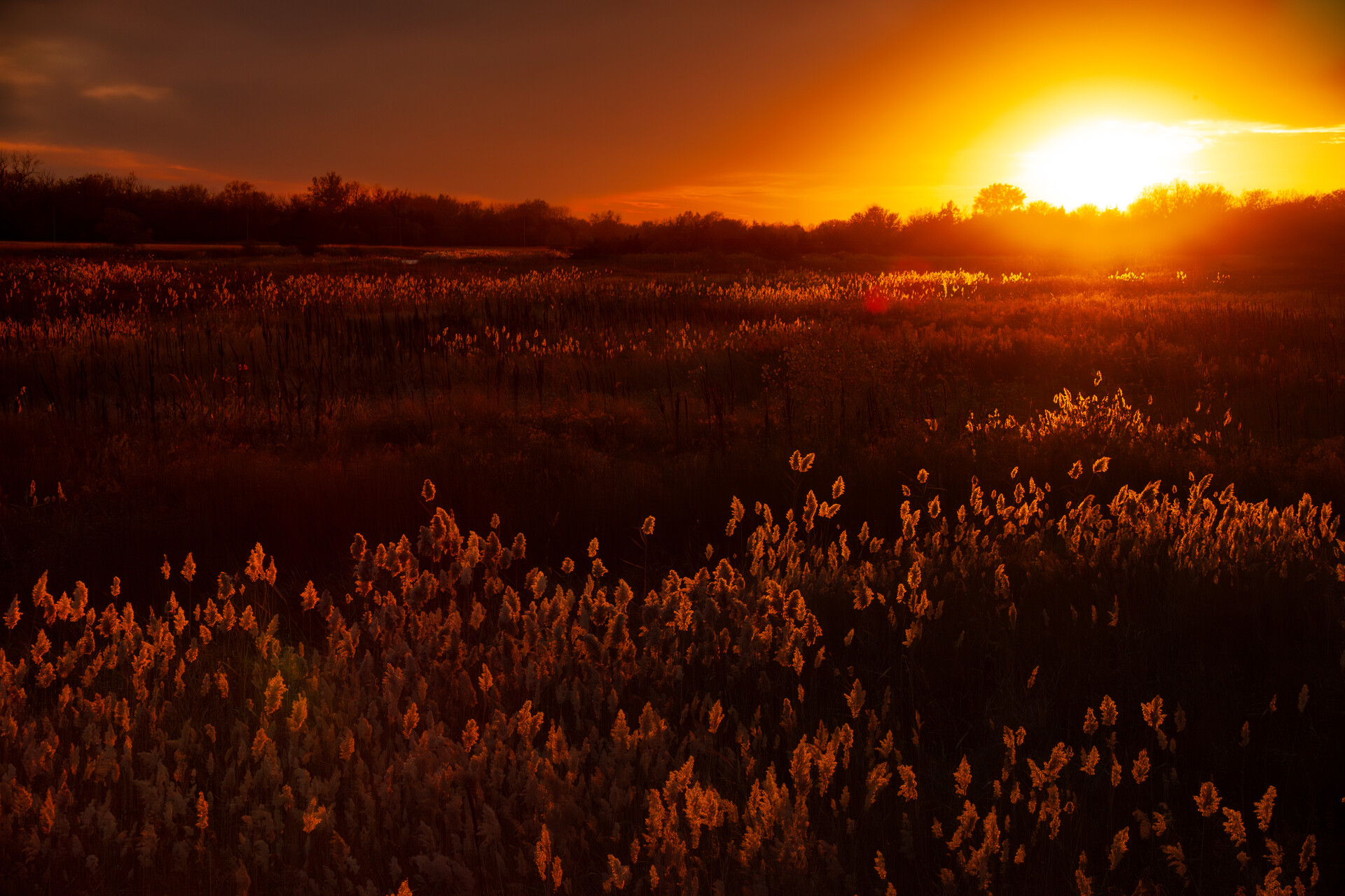 Sunset on a wetland area.