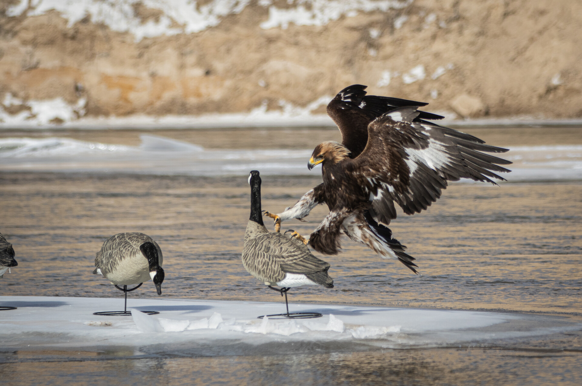 Eagle attacking a goose decoy.