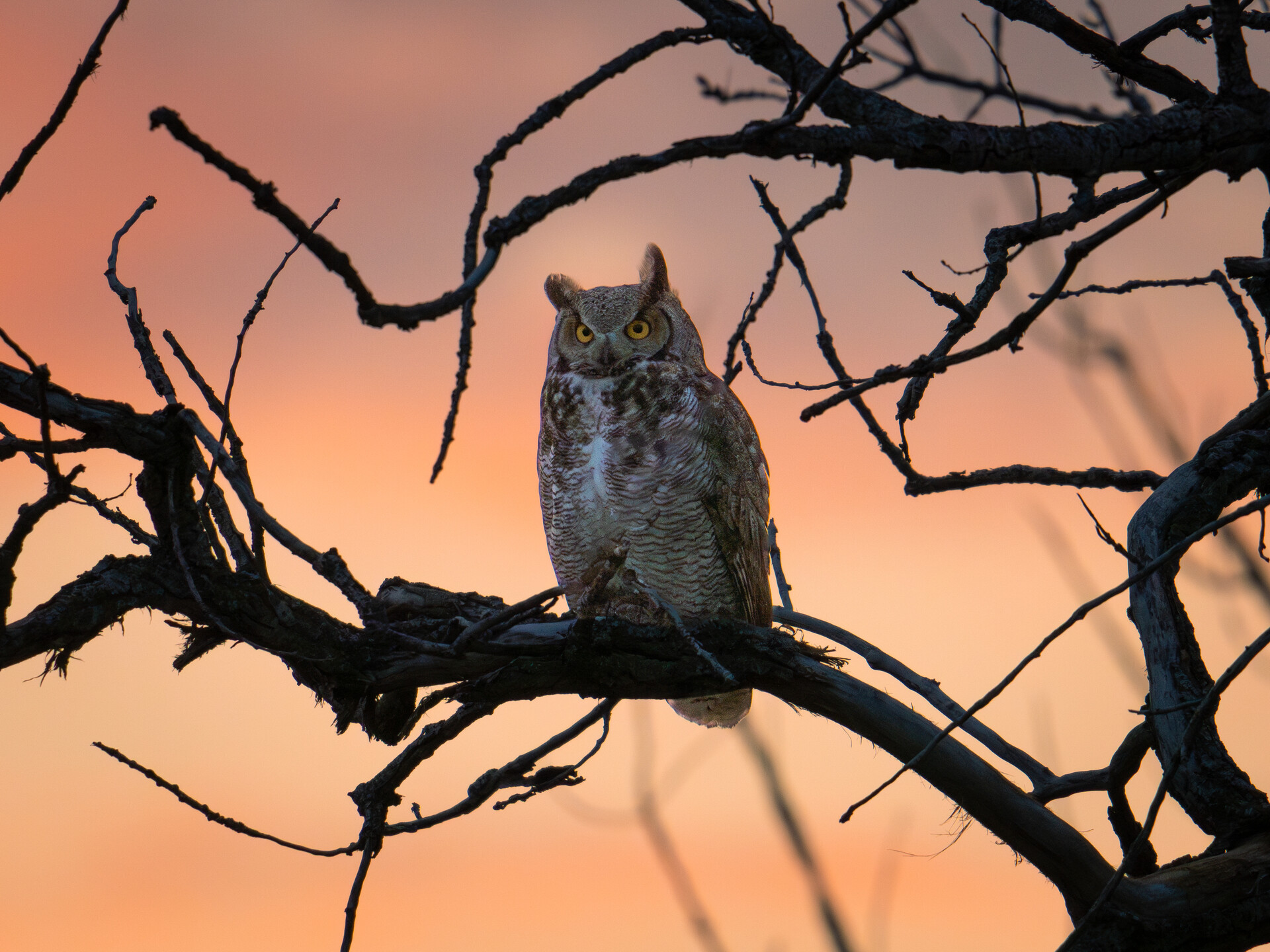 Owl perched in a tree at sunset.