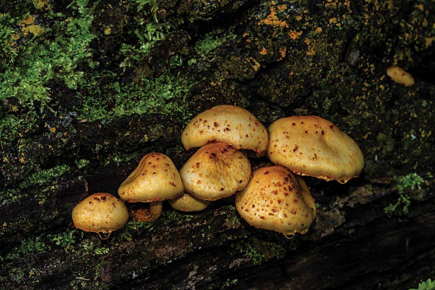 Golden Pholiota mushrooms