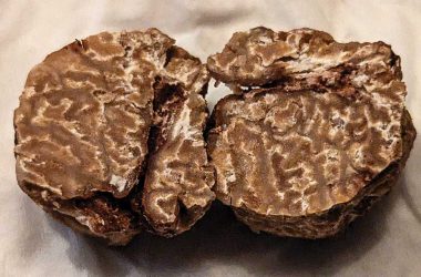 Truffle from Indian Cave State Park.