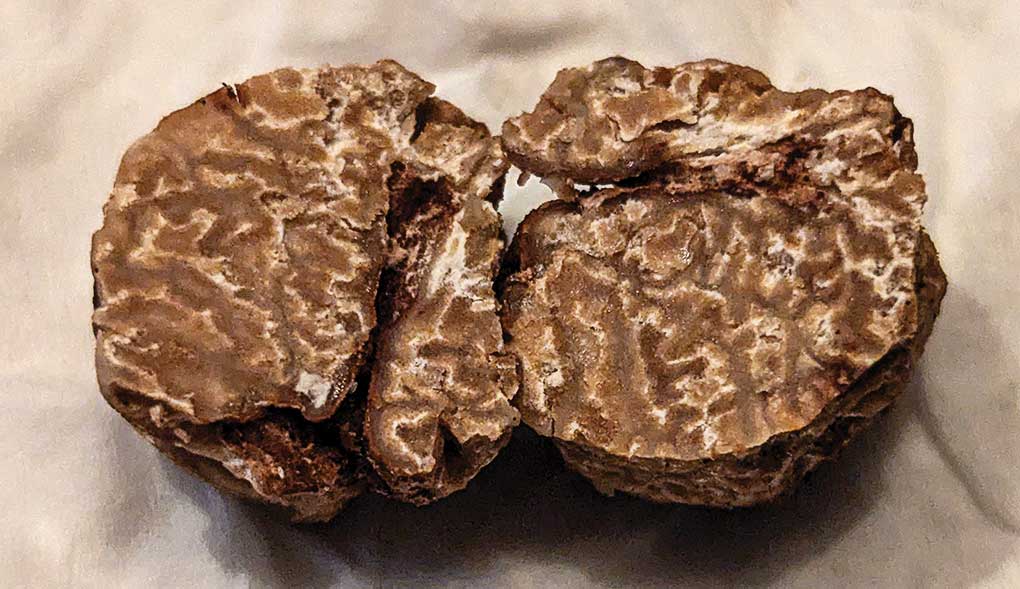 Truffle from Indian Cave State Park.