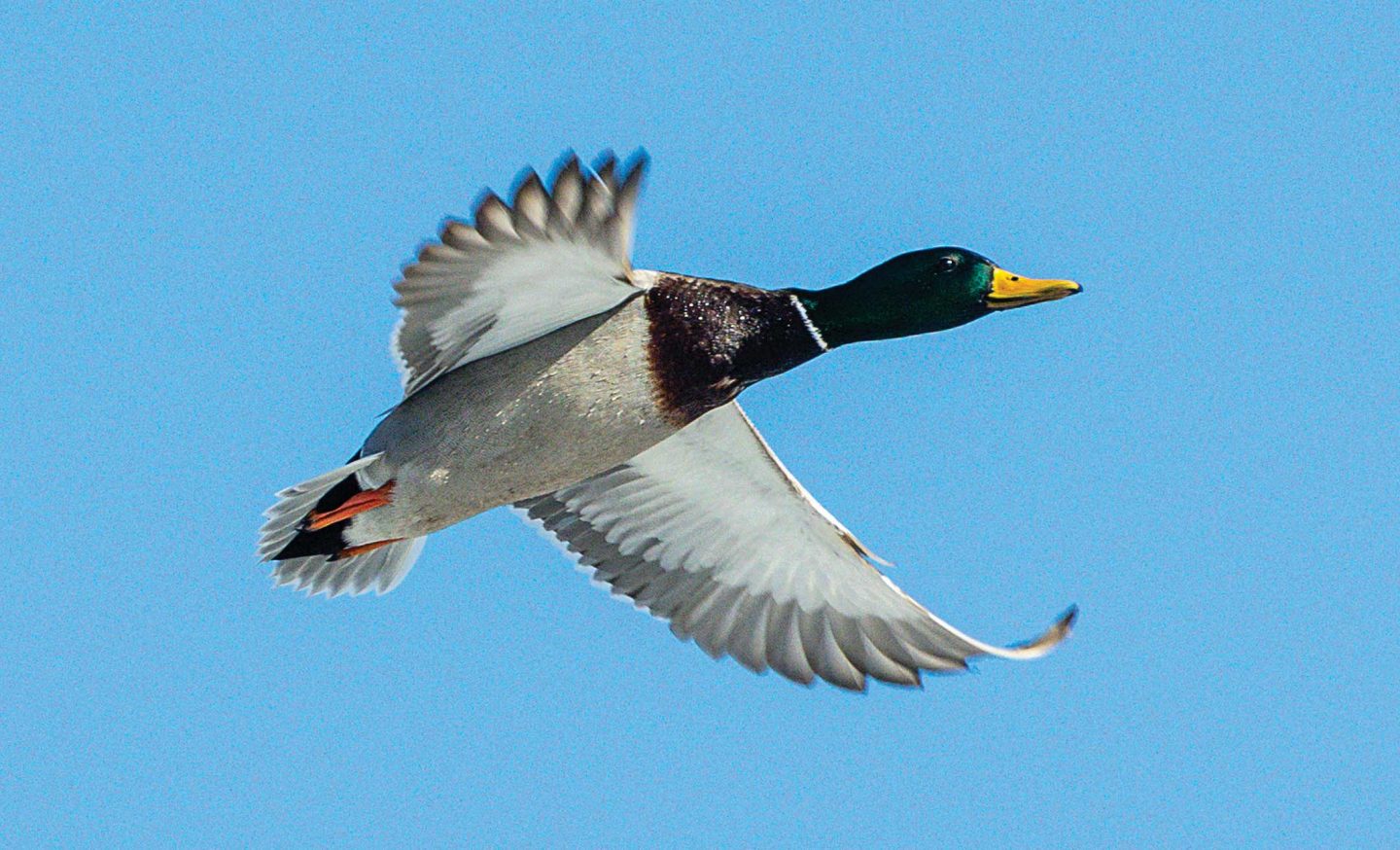 Drake mallard in flight.