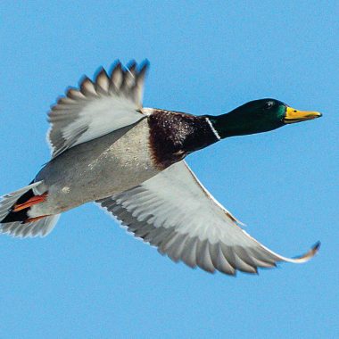 Drake mallard in flight.