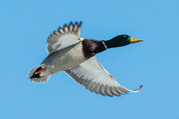 Drake mallard in flight.