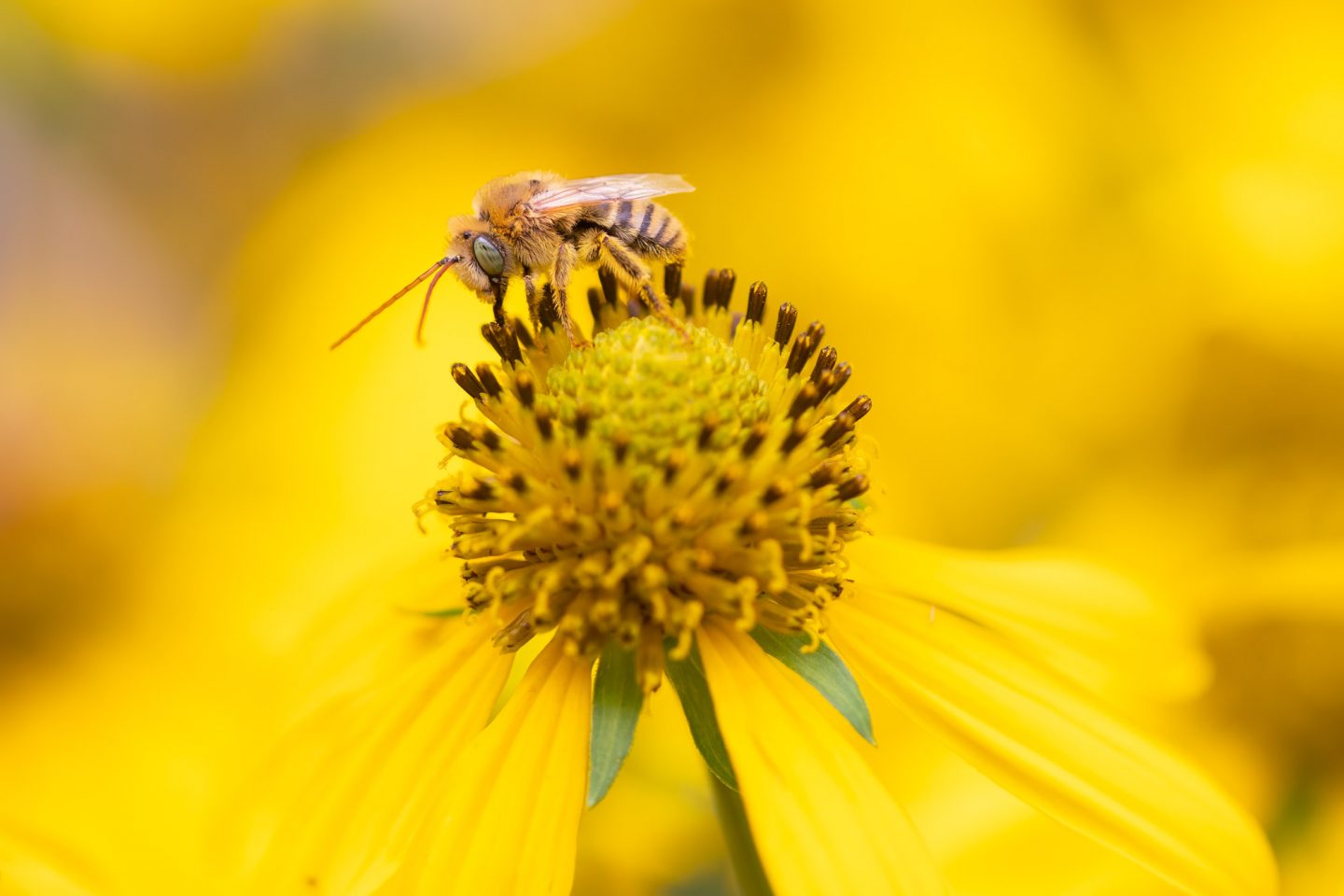 Bee on a yellow flower.