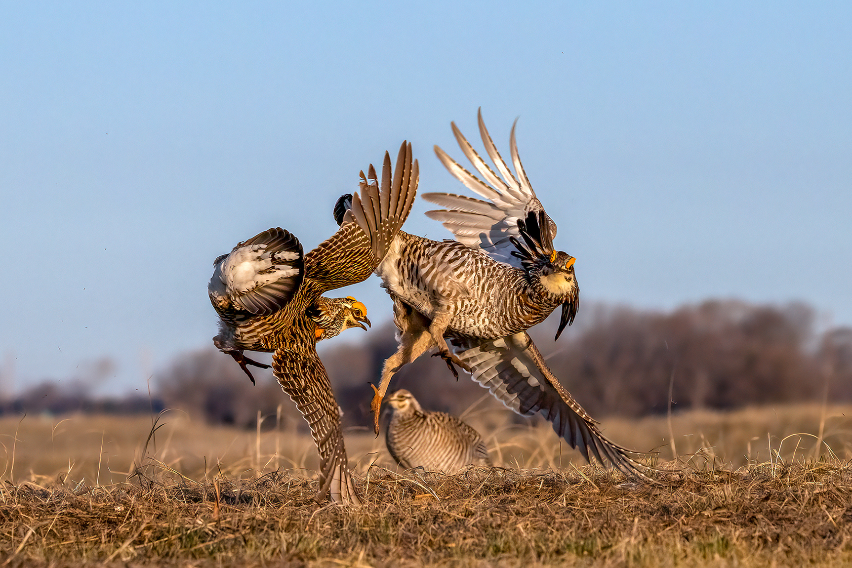 Male prairie chickens fighting.