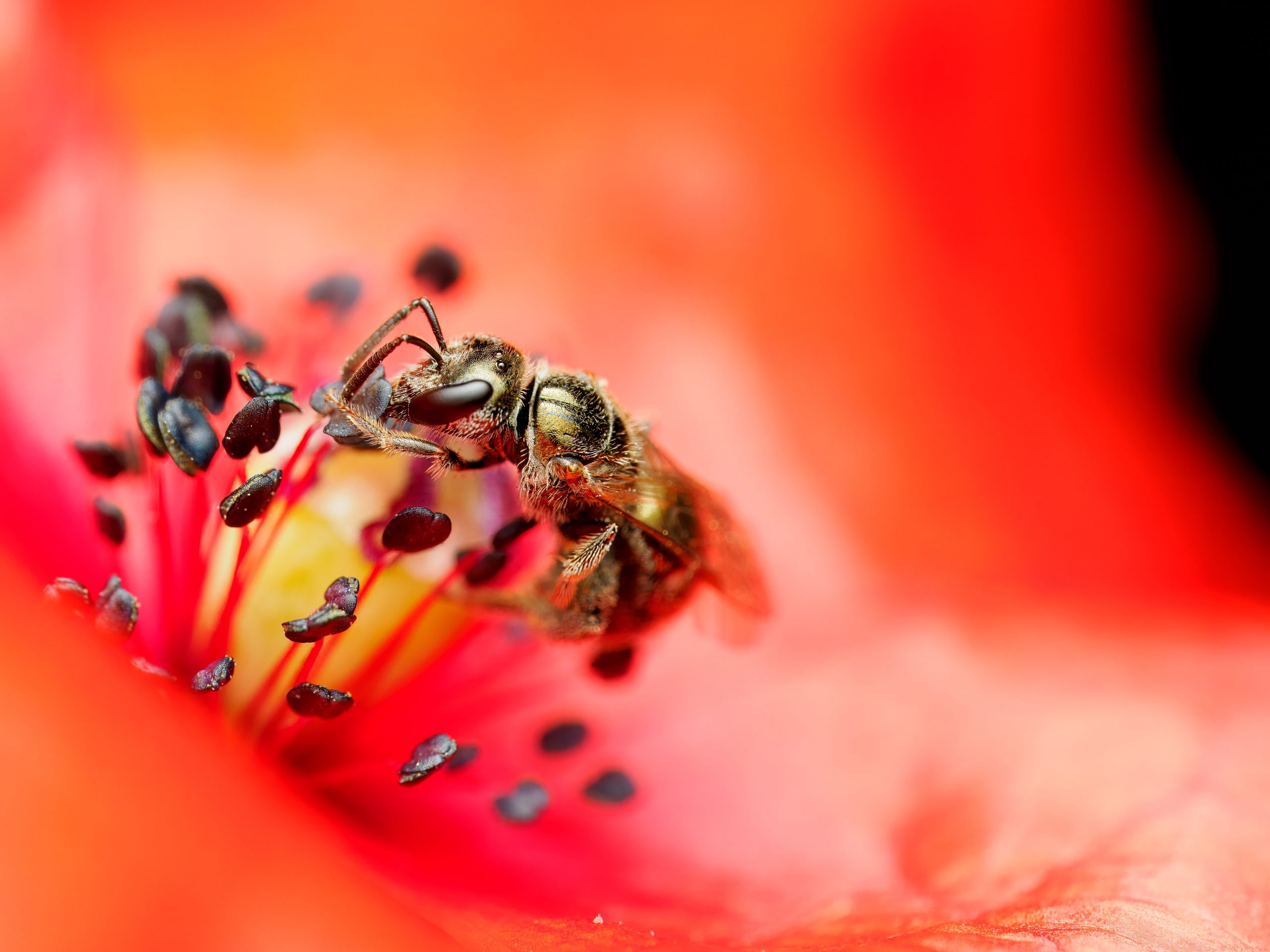 Bee on a flower.