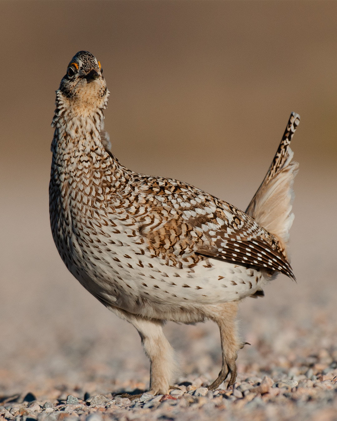 Who's that beautiful upland bird staring at us?

Celebrate Nebraska's 100th pheasant season in 2026 by participating in Upland Slam. Harvest a sharp-tailed grouse, greater prairie chicken, ring-necked pheasant, and a northern bobwhite quail in Nebraska and receive an official certificate, Nebraska Upland Slam pin and epic bragging rights. 

All hunters who complete the slam during the designated season will be registered to win a grand prize generously donated by Pheasants Forever/Quail Forever.

Learn more at OutdoorNebraska.gov under "Upland Slam."

Photo by Justin Haag

#NeGameAndParks #OutdoorNebraska #Upland