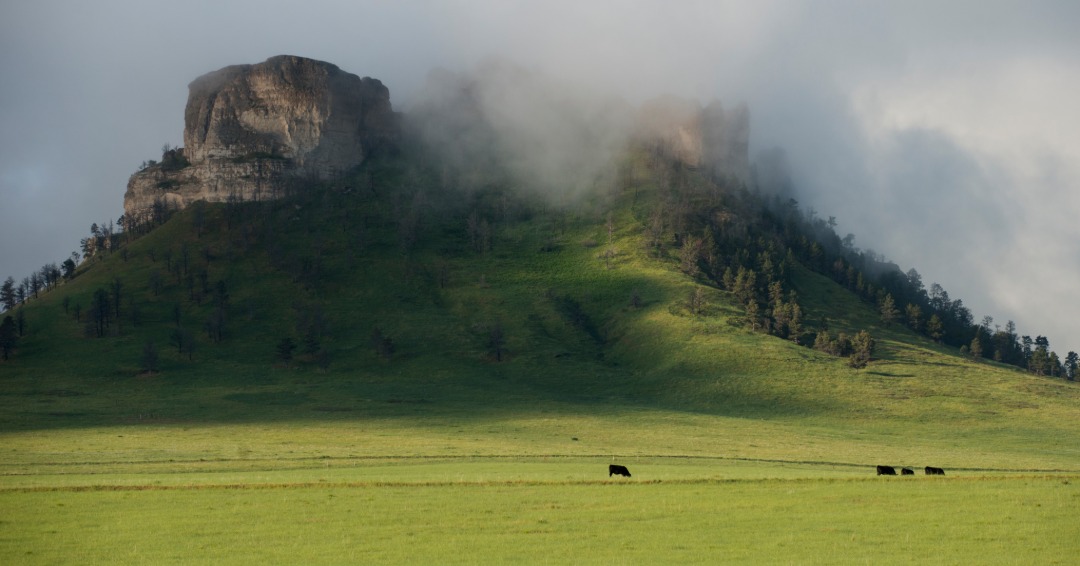 Nebraska mornings can often be paired with a thick misty fog. 
While you may not be a stranger to fog, there are many different types and reasons fog appears. Andrea Faas goes into detail on why this moisture occurs in her article, "Types of Fog." 

To read more on why fog happens, search "Types of Fog,' at Magazine.OutdoorNebraska.gov. 

Photo by Justin Haag

Image: Cattle graze on the lush grass as fog hangs among the butte’s crags in spring. 

#Nebraskaland